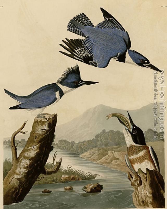 John James Audubon : Belted kingfisher